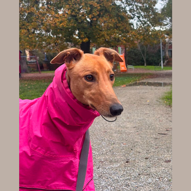 Photo of Josie