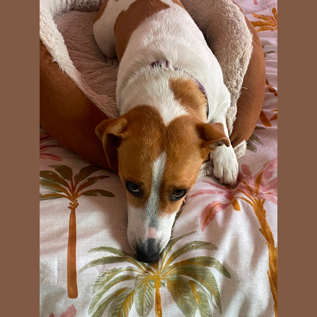 Photo of Elsa   3 Year Old Jack Russell X (Trial)