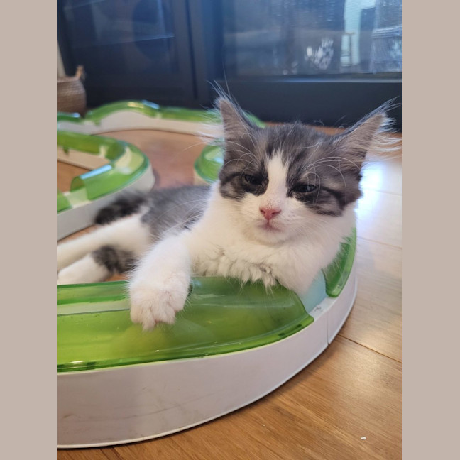 Photo of Cherry   Available From 20/1