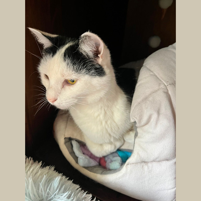 Photo of Levi *9 Lives Project Rescue*