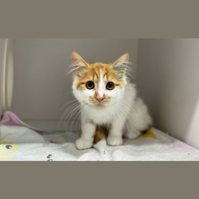 Photo of Peregrin