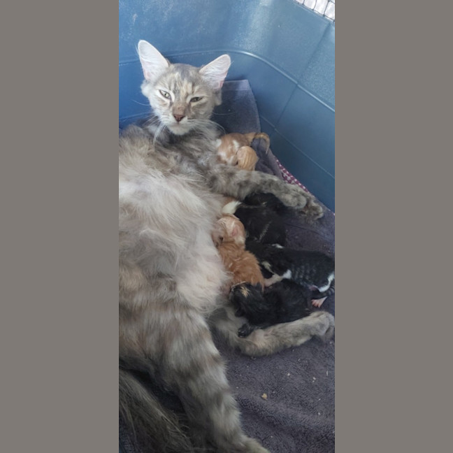 Photo of Dj Happy Paws