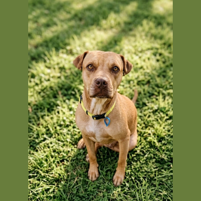 Photo of Goldie