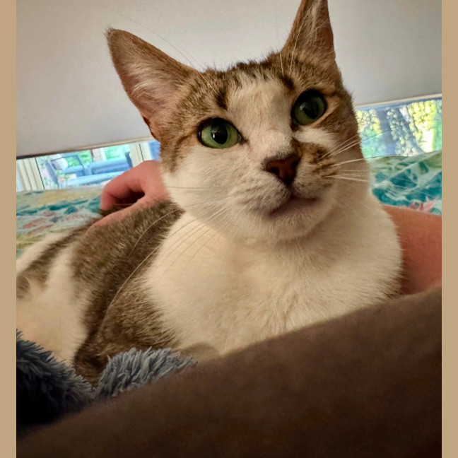 Photo of Daphne