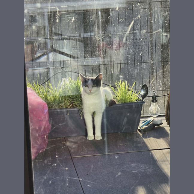 Photo of Mama Yuki **2nd Chance Cat Rescue**
