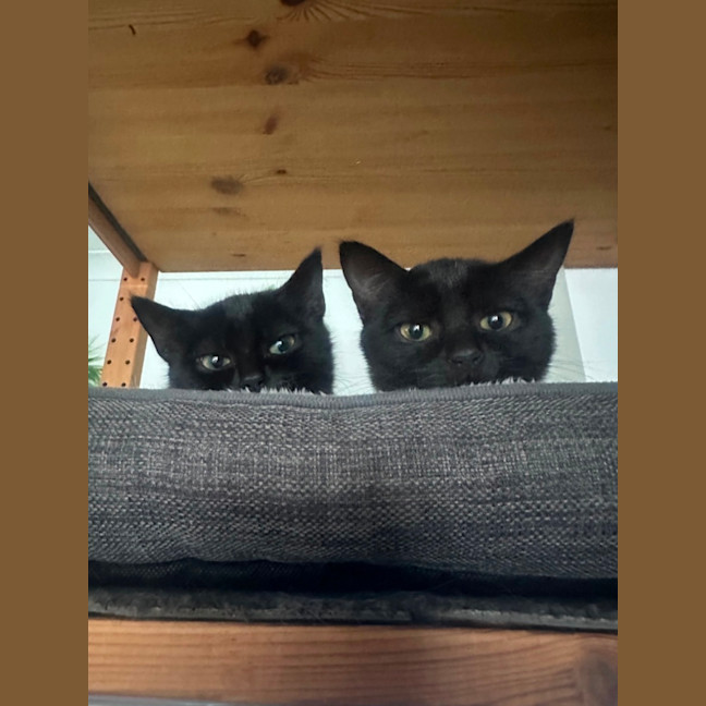 Photo of Freya
