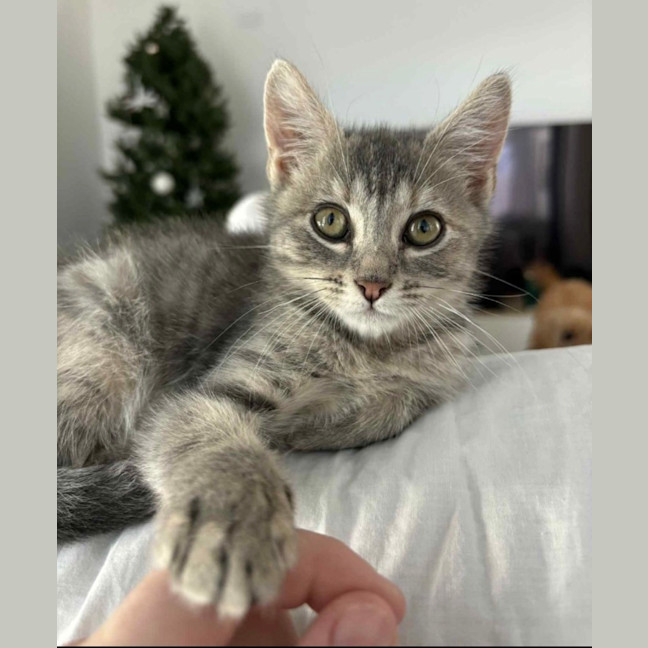 Photo of Lucy ⭐️🦋