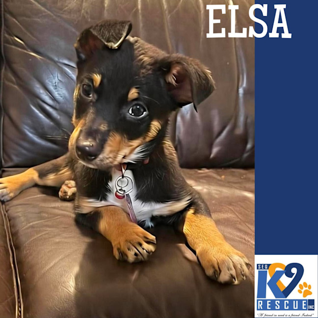 Photo of Elsa