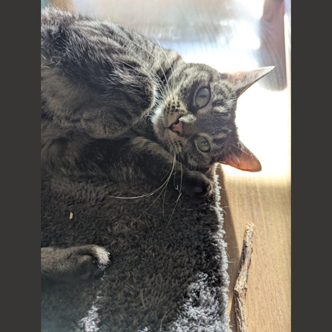 Photo of Tabby Beauty Mabel