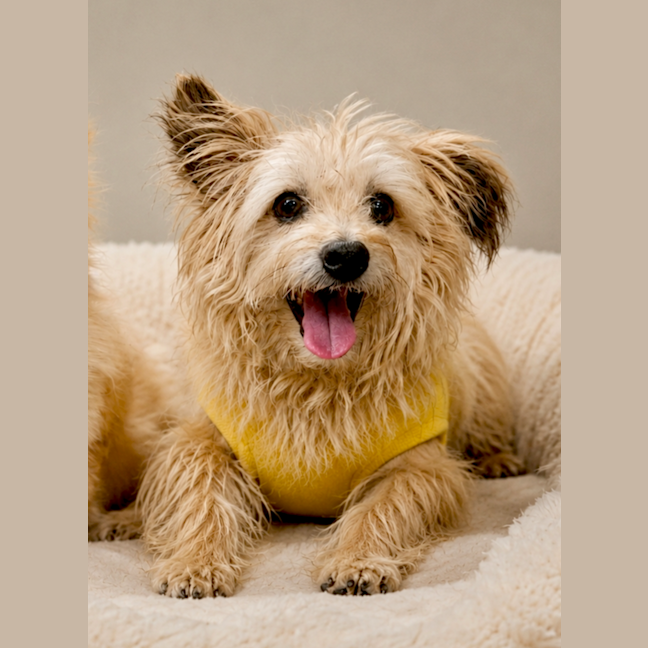Photo of Whiskey