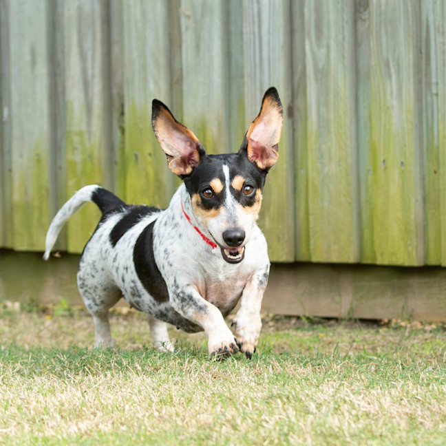Photo of Pretzel