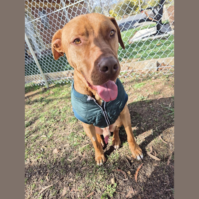 Photo of Pikelet 🥞