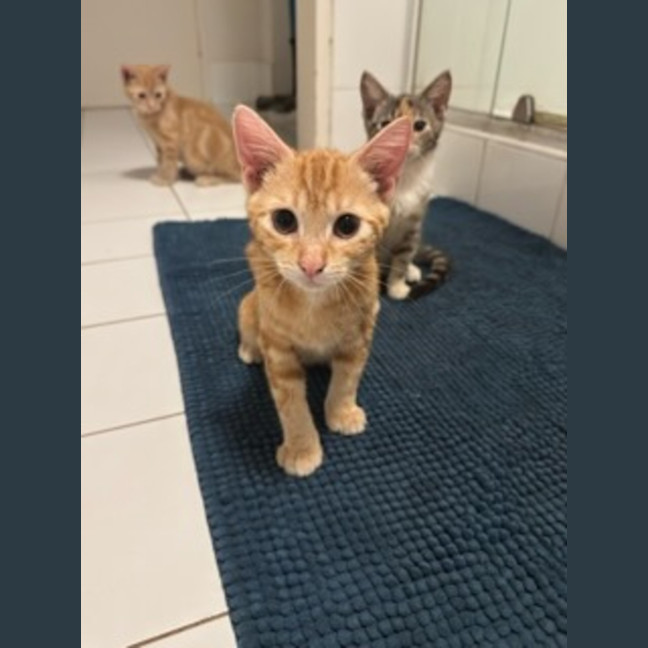 Photo of Zeus   Ringworm Special $49