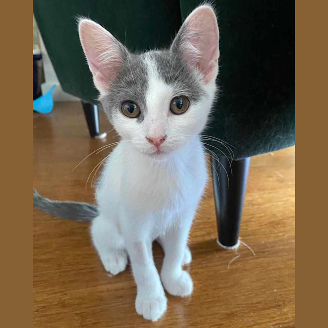 Photo of Cabbage   Meet Me At Vets On Parker