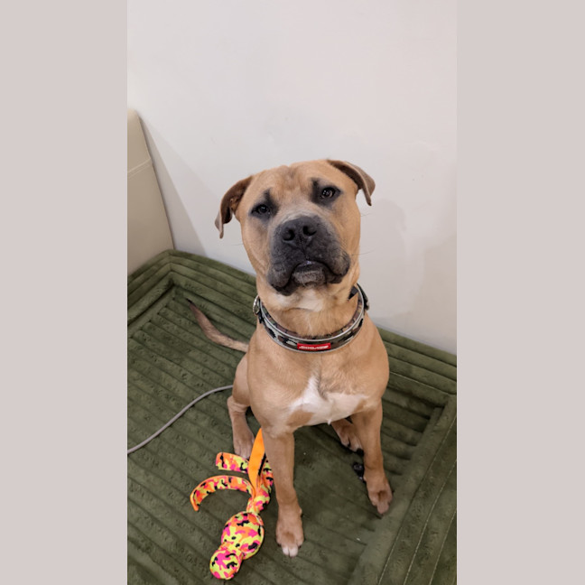 Photo of Scout