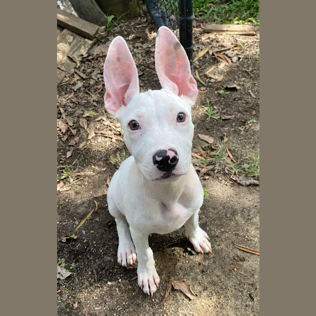 Photo of Stitch