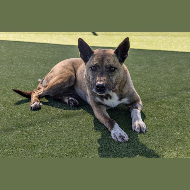 Photo of Coco Imp 1364