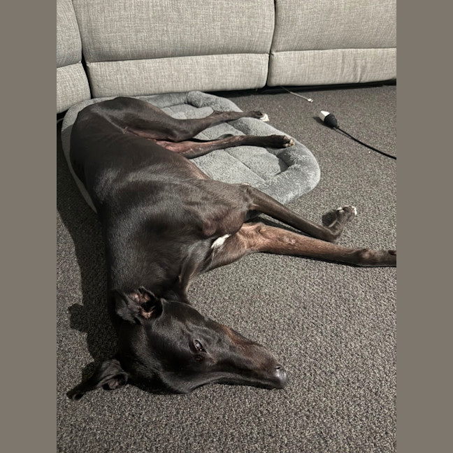 Photo of Blacky