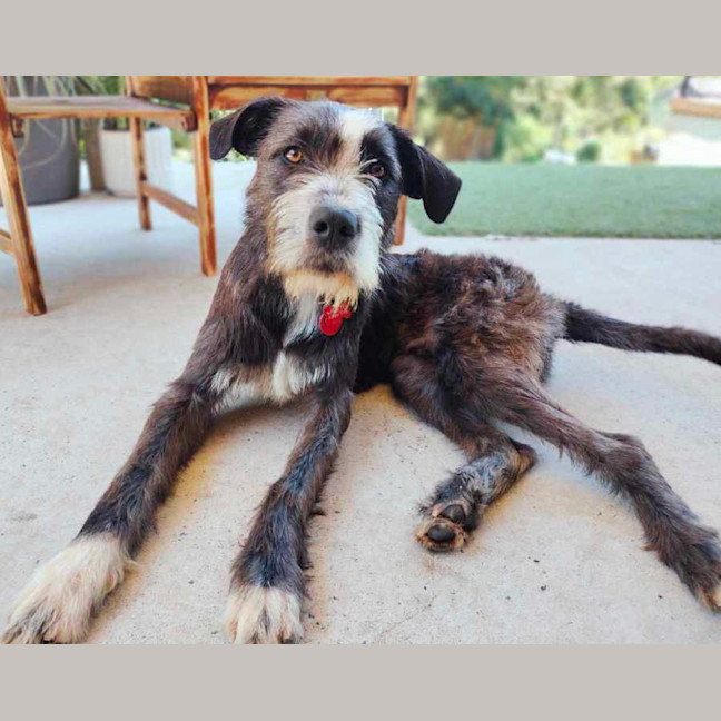 Photo of Benson