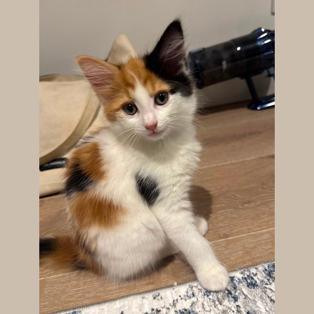 Photo of Feta & Olive