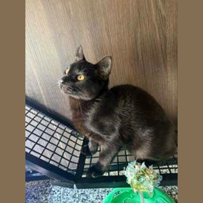 Photo of Cinder