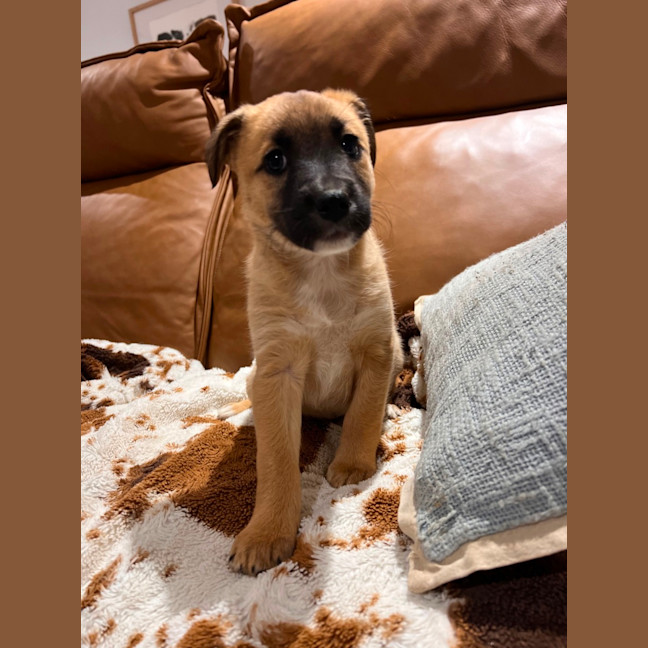 Photo of Nova 