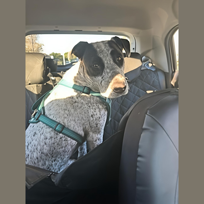 Photo of Spot   22 Month Old Cattle Dog X