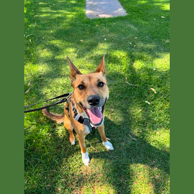 Photo of Honey