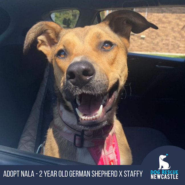 Photo of Nala   2 Year Old German Shepherd X Staffy
