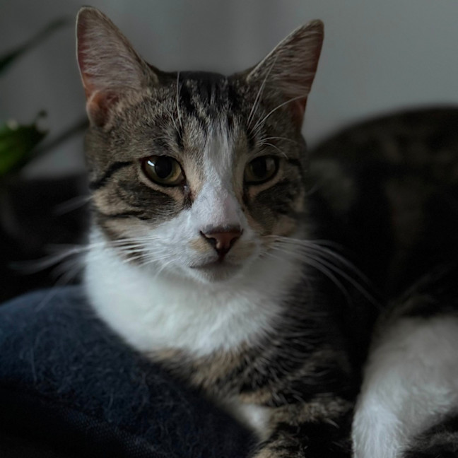 Photo of Tiramisu   Meet Me @ Petstock Prahran!