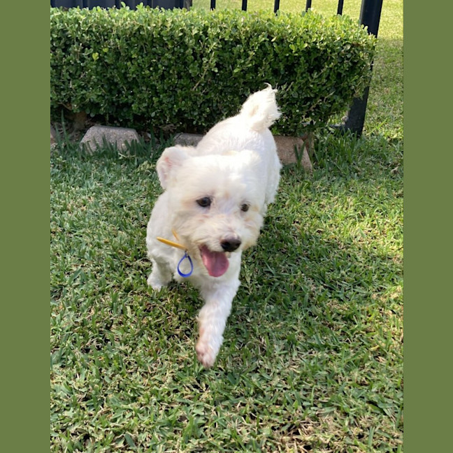 Photo of Pirate 🏴Shih Tzu, 9yo (Adopted 5/8/24)