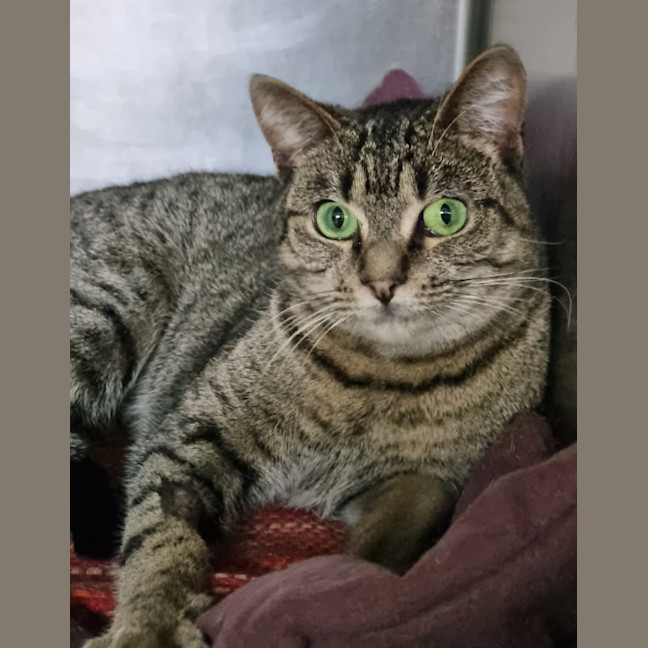 Photo of Nala