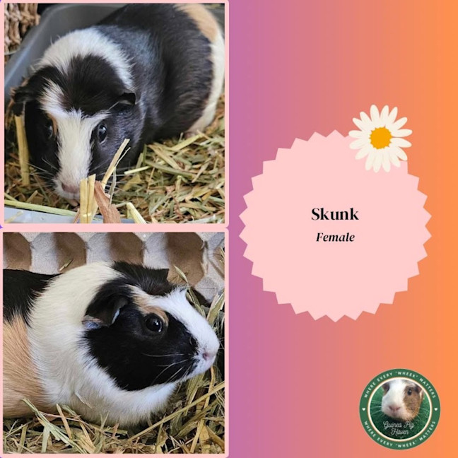 Photo of Skunk 