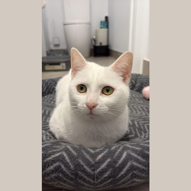 Photo of Yuki