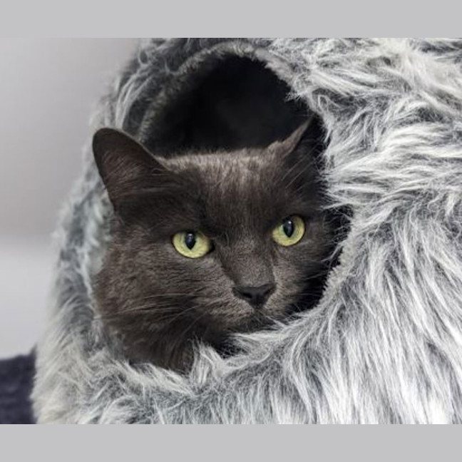 Photo of Queen Maeve