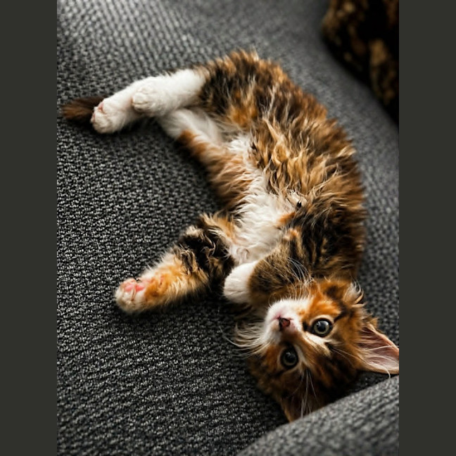 Photo of Pretzel 🥨