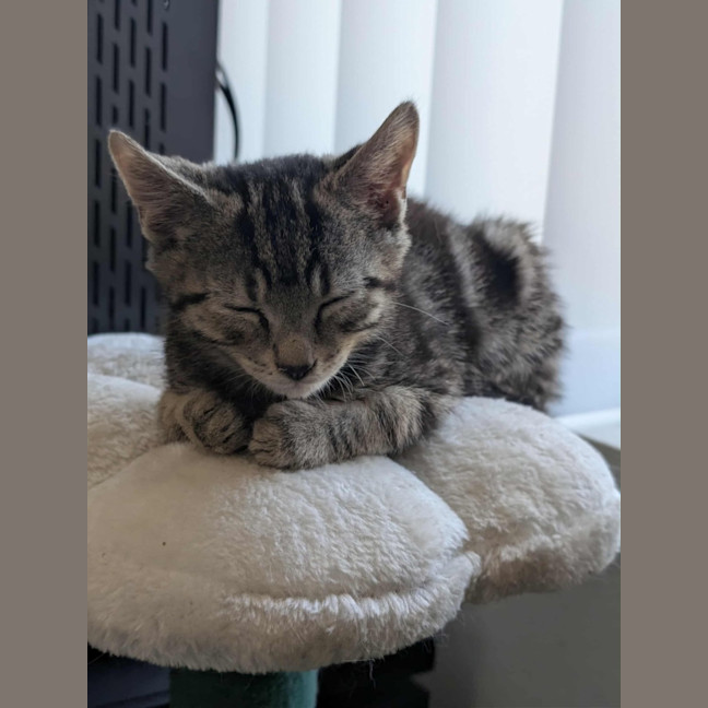 Photo of Pocket