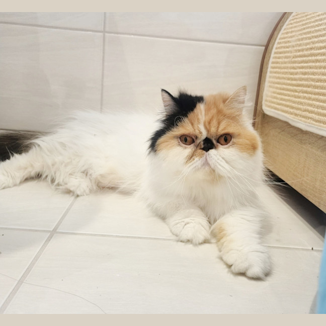 Photo of 🎩Liza Meownelli🎩