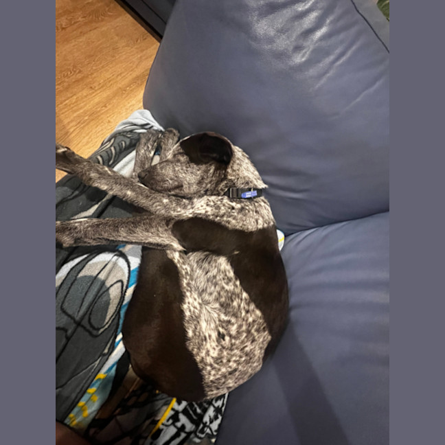 Photo of Maverick   9 Month Old Cattle Dog X (Trial)