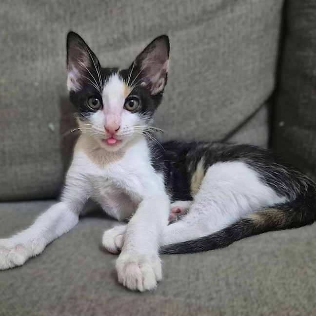 Photo of Olive
