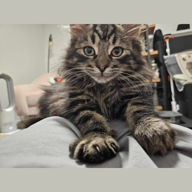 Photo of Lumi & Nova