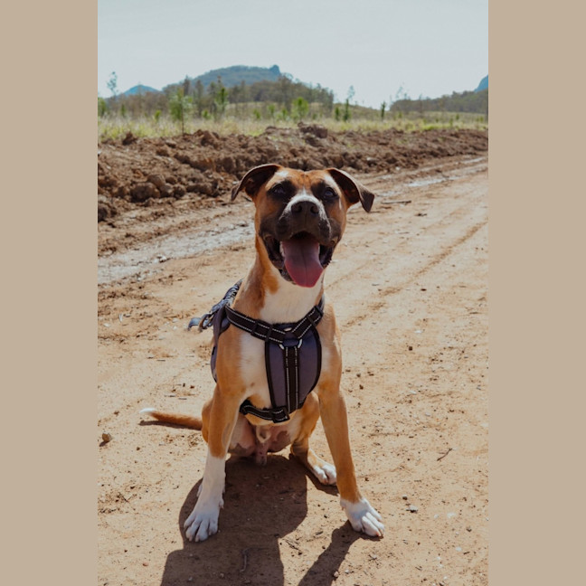 Photo of Broli *$350 Adoption Fee* 