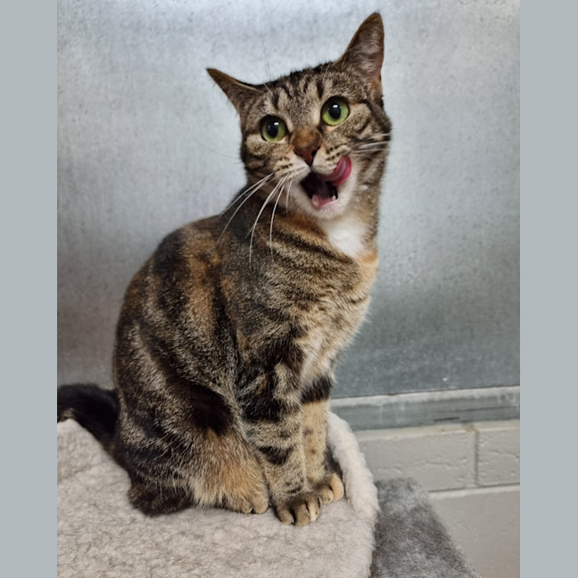 Photo of Little Lady