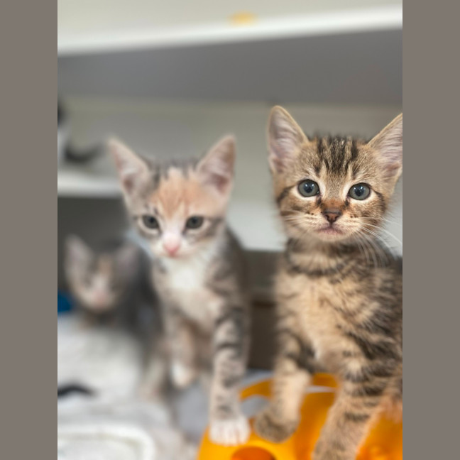 Photo of Moscow (9952)