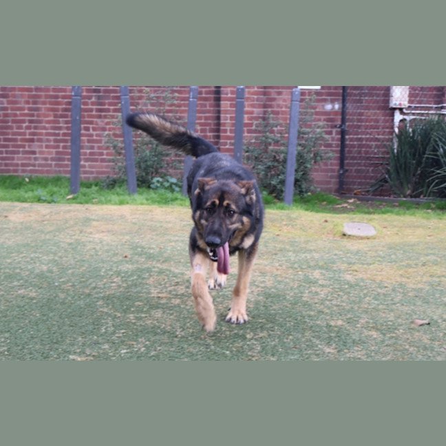 Photo of Koda