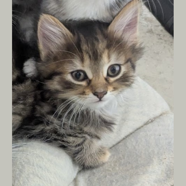 Photo of Bellatrix Clowder