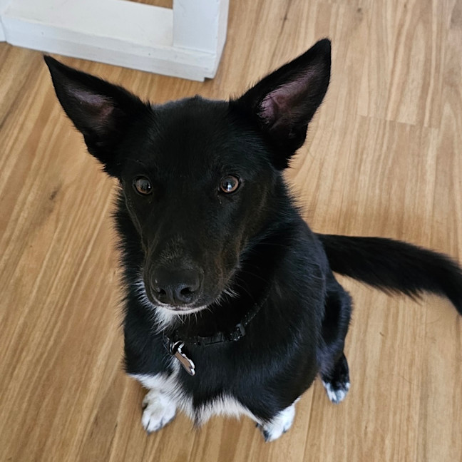 Photo of Bruce   Assisted Rehome 