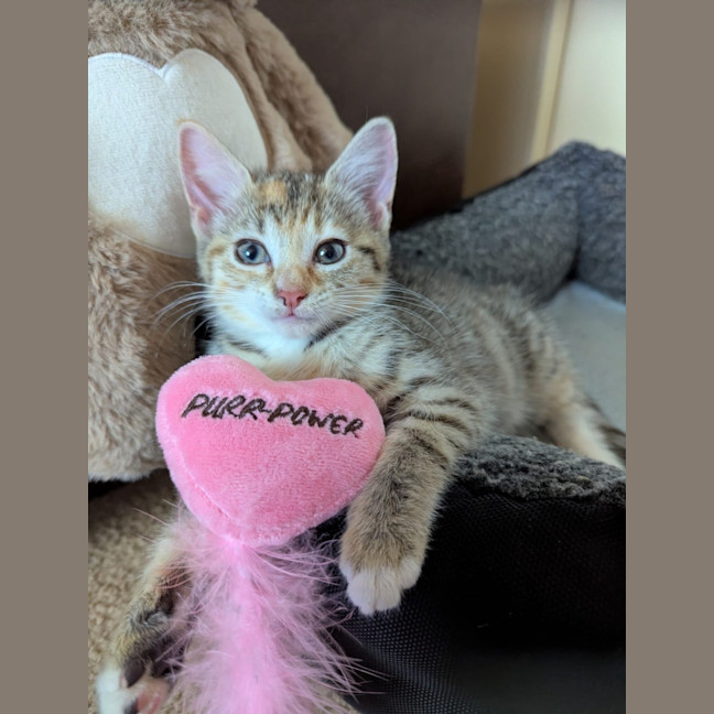 Photo of Honey