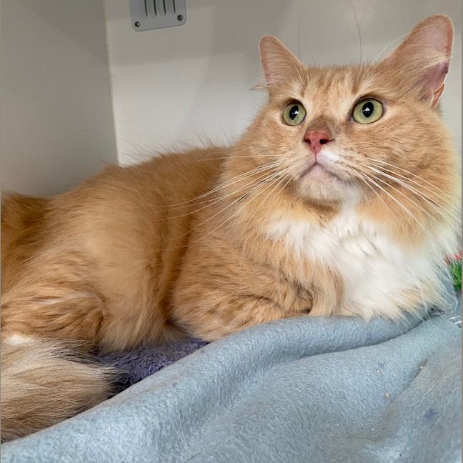 Photo of Whiskey
