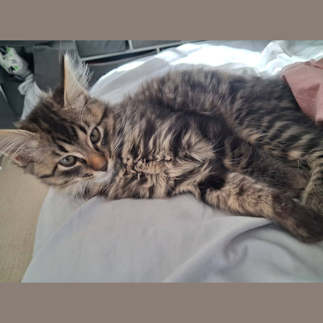 Photo of Wasabi